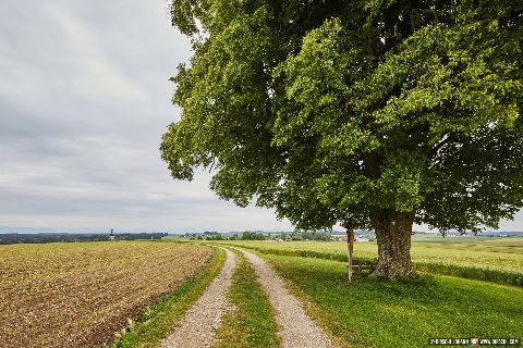 Gemeinde Tyrlaching Landkreis Altötting Rainbichl Aussicht Linde Landschaft (Dirschl Johann) Deutschland AÖ